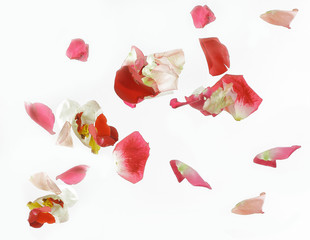 abstract background of pink petals.photo with place for text