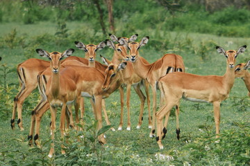A herd of antelopes at Crater Lake Game Sanctuary, Kenya