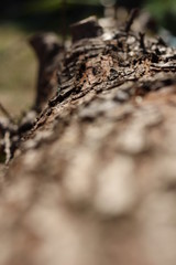 Fototapeta premium bark of a tree