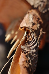 bark of a tree