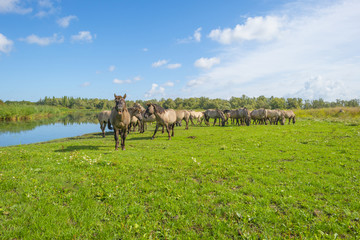Horses in a field with wild flowers along a lake in summer © Naj