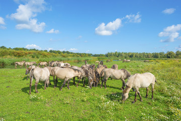 Naklejka na ściany i meble Horses in a field with wild flowers along a lake in summer