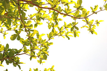 green leaf isolated on white background with clipping part.