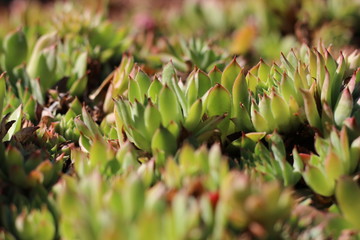 Fototapeta premium green succulentes