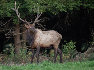 Obraz premium Elk in the Meadow