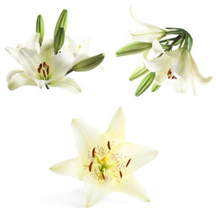 Set with beautiful lilies on white background