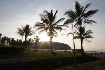 Coconut Trees on the Beach