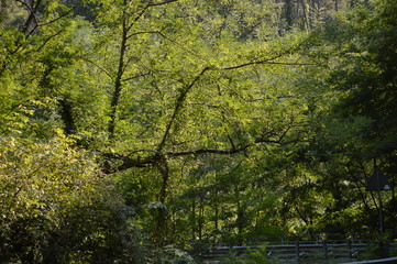natura