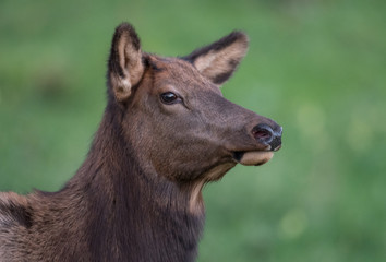 Fototapeta premium Elk in the meadow