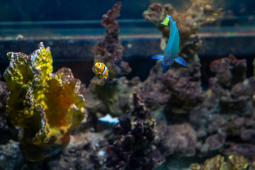 Poisson Nemo
