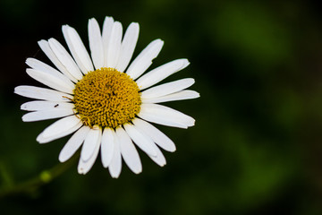 Fototapeta premium Daisy