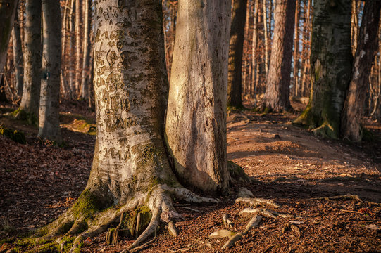 Baumst&auml;mme mit Inschriften bei der Sulzeiche im Naturpark Sch&ouml;nbuch in Walddorf-H&auml;slach