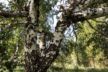 Obraz premium Interesting shape of birch