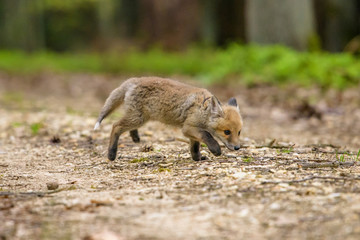 Cute Red Fox, Vulpes vulpes in fall forest. Beautiful animal in the nature habitat. Wildlife scene from the wild nature. Red fox running in orange autumn leaves