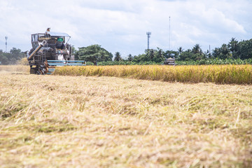 Combine harvesters machine harvesting paddy in the daytime