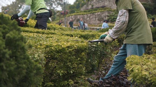 jardinage