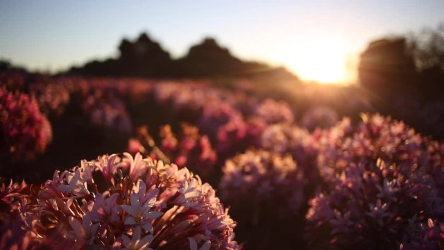 Close up footage of the March flowers with stunning back light of the setting sun in Nieuwoudtville in the Northern Cape of south africa