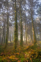Peninha Forest, Sintra, Portugal