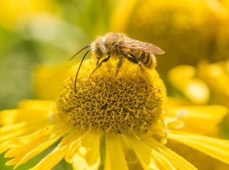 Male Mellisodes Long-horned Bee gathering nectar and pollen on a yellow Helenium flower