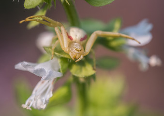 a Goldenrod Crab Spider (Misumena vatia) hunting prey on a basil flower