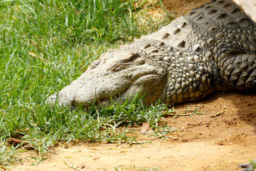 Lazy Crocodile sleeping on the grass