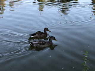 Ducks on a lake