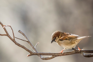 Spatz auf dem Balkon