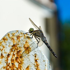 Dragonfly macro view on the sun, summer