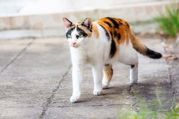 The cats are white and have three colors, portraits, and blurred backgrounds, on the concrete floor. .thailand