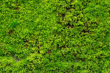 Obraz premium Green moss on old concrete wall. green moss texture background
