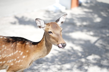 A deer puts its tongue out. Looks so cunning.