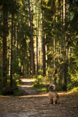 Little dog in the big forest Brussels Griffon