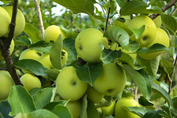 Organic ripe apples hanging on a tree branch in an apple orchard. Fruit garden with lots of large, juicy apple in sunlight ready for harvesting