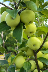 Organic ripe apples hanging on a tree branch in an apple orchard. Fruit garden with lots of large, juicy apple in sunlight ready for harvesting