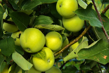 Organic ripe apples hanging on a tree branch in an apple orchard. Fruit garden with lots of large, juicy apple in sunlight ready for harvesting