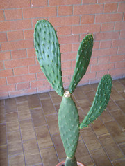 green cactus plant