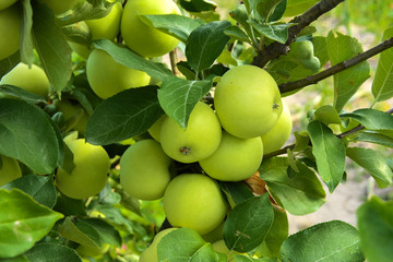 Organic ripe apples hanging on a tree branch in an apple orchard. Fruit garden with lots of large, juicy apple in sunlight ready for harvesting