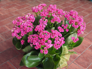 pink kalanchoe flower