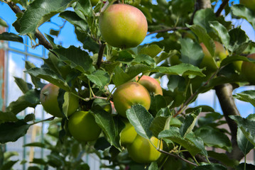 Organic ripe apples hanging on a tree branch in an apple orchard. Fruit garden with lots of large, juicy apple in sunlight ready for harvesting