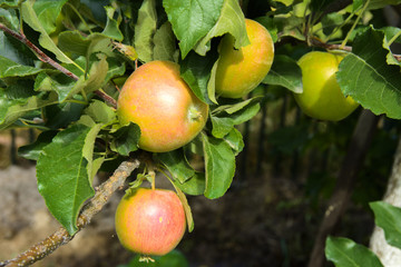Organic ripe apples hanging on a tree branch in an apple orchard. Fruit garden with lots of large, juicy apple in sunlight ready for harvesting