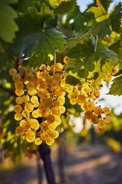 Yellow grapes on the vine with sunlight in the background