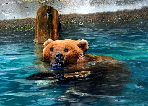 Expressive Bear Two