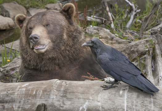 Raven Bear And Raven" Images – Browse 1 Stock Photos, Vectors, and Video | Adobe Stock