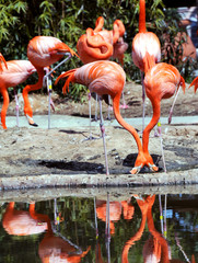 Flamingo Reflection