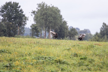Common Crane in a green field, birds in freedom in a nature park with trees in the background. Wildlife photography and birdwatching