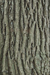 bark of a tree