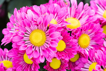closeup beautiful pink chrysanthemum flower