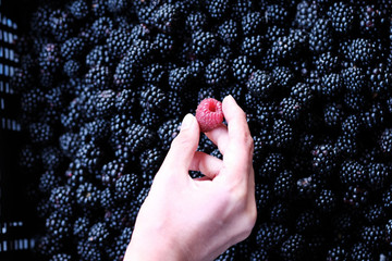 Girl hand holding raspberries on blackberry background