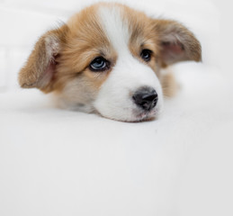 Small cute puppy dog is looking  at camera.  Beautiful sad puppy laying  on white background.