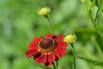 Red decorative helenium flower on a green background - closeup